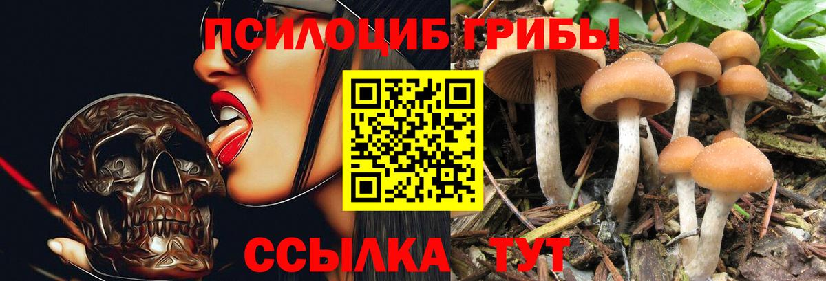 Галлюциногенные грибы Psilocybe  Вход с VPN  Новокузнецк 